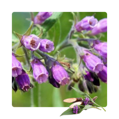 {"type":"root","children":[{"type":"paragraph","children":[{"type":"text","value":"Allantoin"}]}]}