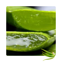 {"type":"root","children":[{"type":"paragraph","children":[{"type":"text","value":"Aloe Vera Extract"}]}]}