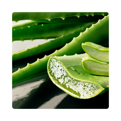 {"type":"root","children":[{"type":"paragraph","children":[{"type":"text","value":"Aloe Vera Leaf"}]}]}