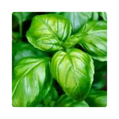 {"type":"root","children":[{"type":"paragraph","children":[{"type":"text","value":"Basil Extract"}]}]}