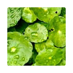 {"type":"root","children":[{"type":"paragraph","children":[{"type":"text","value":"CICA"}]}]}