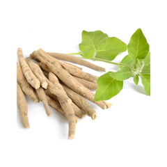 {"type":"root","children":[{"type":"paragraph","children":[{"type":"text","value":"Indian Ginseng"}]}]}