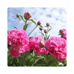 {"type":"root","children":[{"type":"paragraph","children":[{"type":"text","value":"Lumiflora Extract"}]}]}