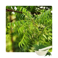 {"type":"root","children":[{"type":"paragraph","children":[{"type":"text","value":"Neem Ark"}]}]}