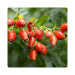 {"type":"root","children":[{"type":"paragraph","children":[{"type":"text","value":"Rosehip Extract"}]}]}