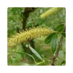 {"type":"root","children":[{"type":"paragraph","children":[{"type":"text","value":"Salix Alba (Natural BHA)"}]}]}