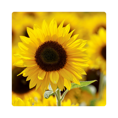 {"type":"root","children":[{"type":"paragraph","children":[{"type":"text","value":"Sunflower"}]}]}