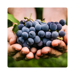 {"type":"root","children":[{"type":"paragraph","children":[{"type":"text","value":"Teraceutic Ferment"}]}]}