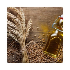 {"type":"root","children":[{"type":"paragraph","children":[{"type":"text","value":"Wheatgerm Oil"}]}]}