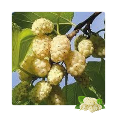 {"type":"root","children":[{"type":"paragraph","children":[{"type":"text","value":"White Mulberry Extract"}]}]}