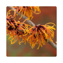 {"type":"root","children":[{"type":"paragraph","children":[{"type":"text","value":"Witch Hazel "}]}]}